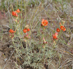 Sphaeralcea grossulariifolia