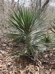 Yucca aloifolia