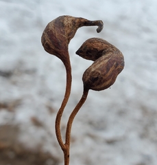 Neolasioptera vitinea