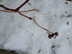 Neolasioptera vitinea