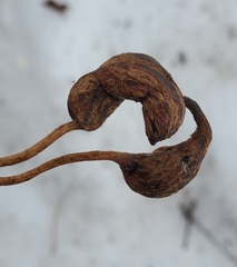 Neolasioptera vitinea