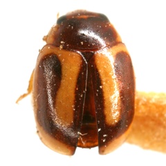 Hyperaspidius oblongus