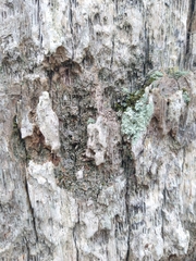 Caloplaca cerina