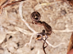 Neolasioptera vitinea