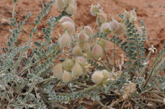 Astragalus mollissimus