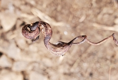 Neolasioptera vitinea