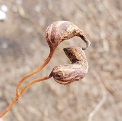 Neolasioptera vitinea