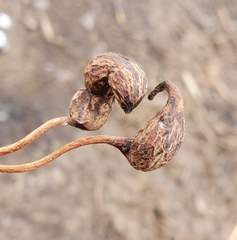 Neolasioptera vitinea