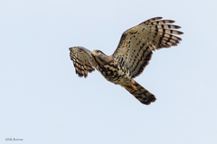 Dryotriorchis spectabilis