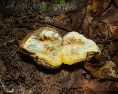 Calvatia rugosa