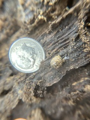 Philomycus carolinianus