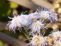 Ageratum microcephalum