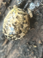 Philomycus carolinianus