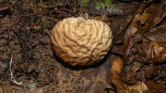 Calvatia rugosa