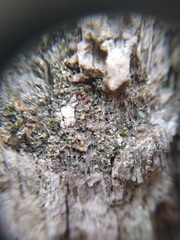 Caloplaca cerina