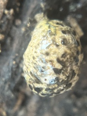 Philomycus carolinianus