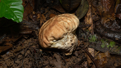 Calvatia rugosa