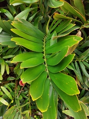 Zamia