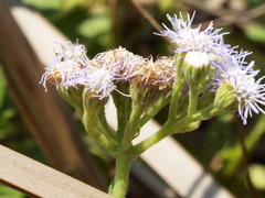 Ageratum microcephalum