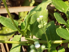 Ageratum microcephalum