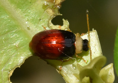 Chrysomeloidea