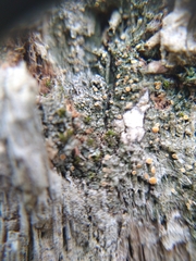 Caloplaca cerina