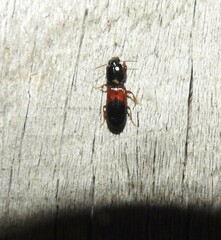 Clivina basalis