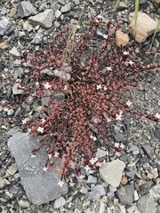 Epilobium melanocaulon