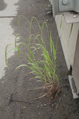 Elymus sibiricus