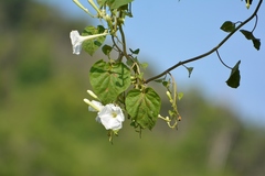 Ipomoea suaveolens
