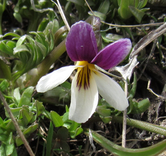 Viola beckwithii
