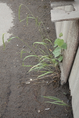 Elymus sibiricus