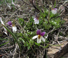 Viola beckwithii