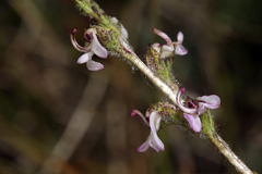 Pedicularis attollens