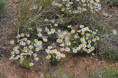 Erigeron concinnus