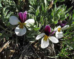 Viola beckwithii