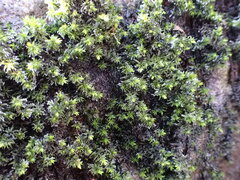 Schistidium agassizii