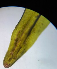 Schistidium agassizii