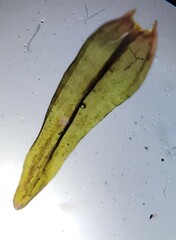 Schistidium agassizii