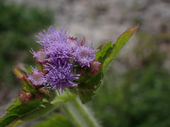 Praxelis clematidea