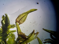 Schistidium agassizii