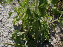 Praxelis clematidea