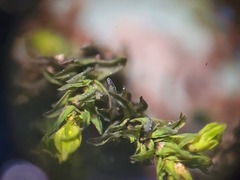 Schistidium agassizii