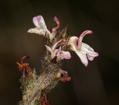 Pedicularis attollens