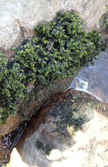 Schistidium agassizii