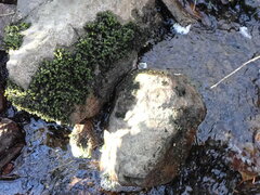 Schistidium agassizii