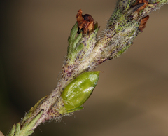 Pedicularis attollens
