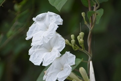 Ipomoea suaveolens