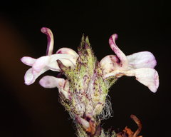 Pedicularis attollens