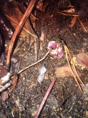 Hexastylis virginica